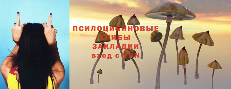 Галлюциногенные грибы Psilocybine cubensis  Надым 